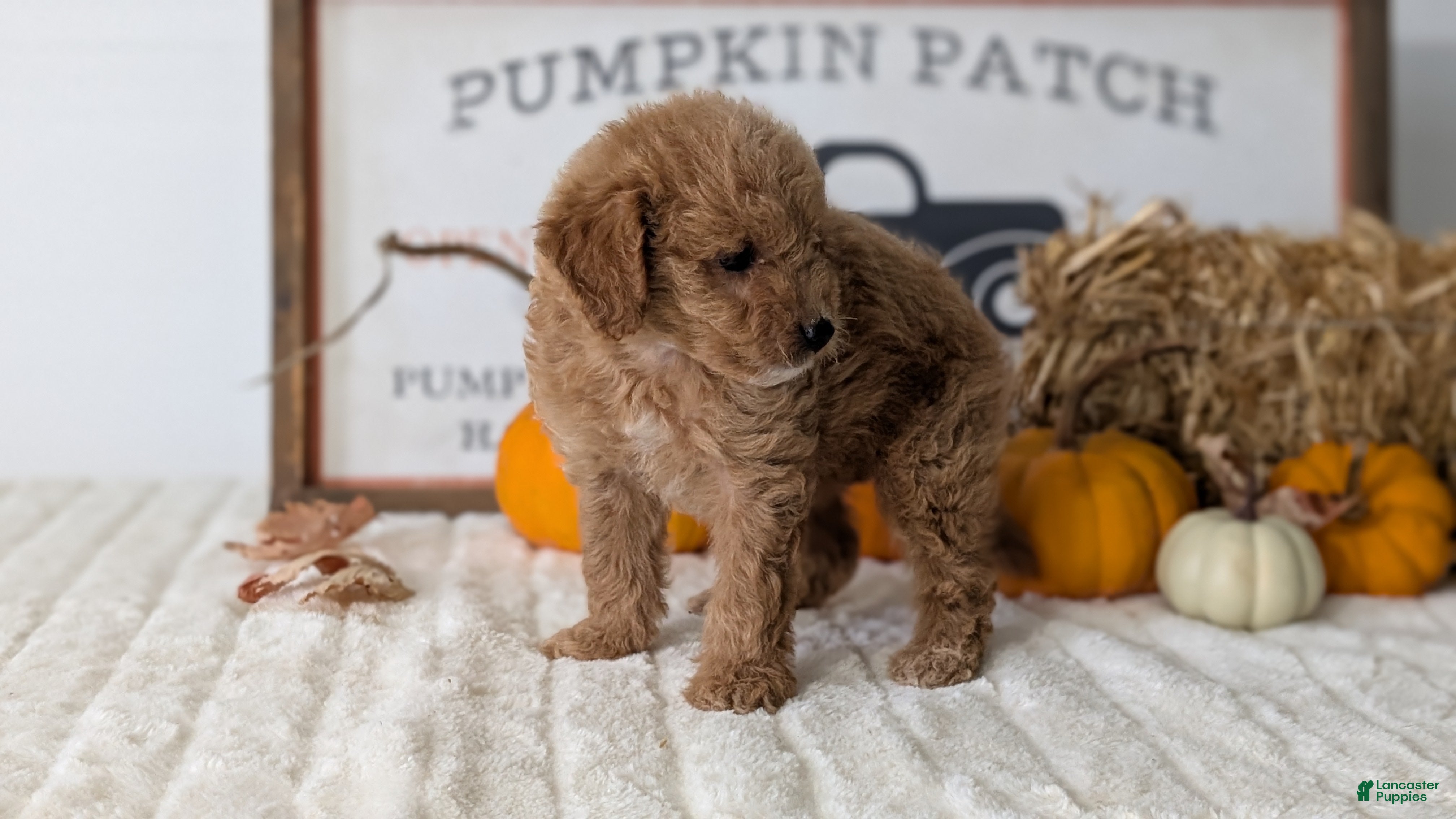 Mini Goldendoodle dogs Jill - Ad 2