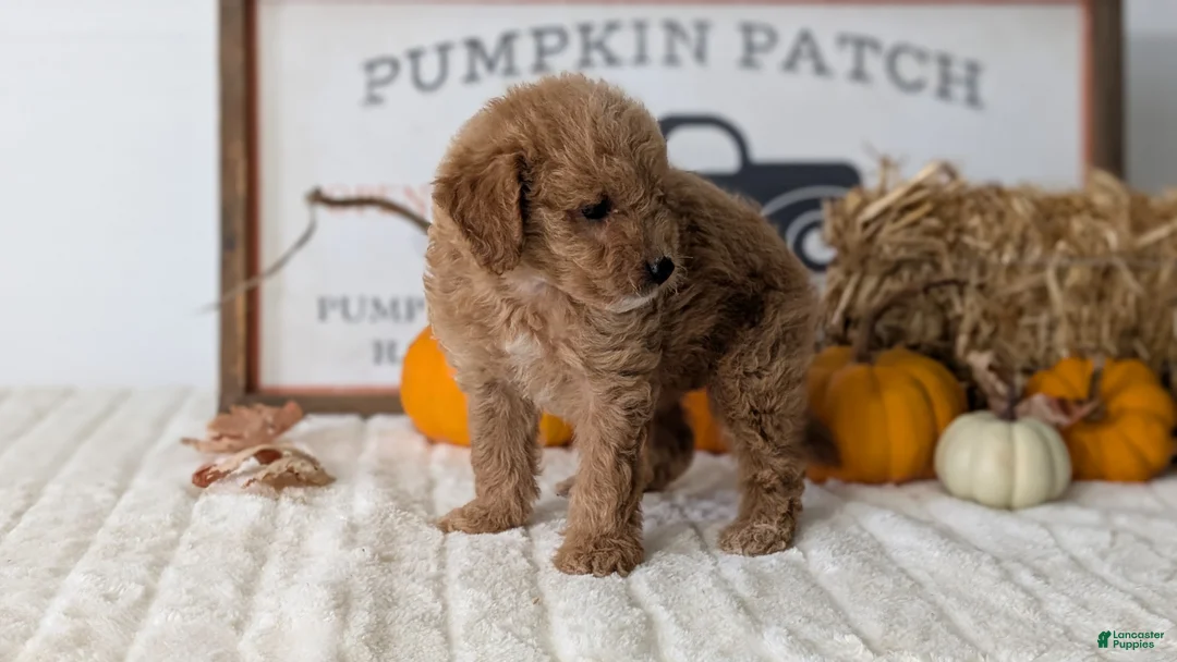 Mini Goldendoodle dogs for sale: Jill - Ad 2