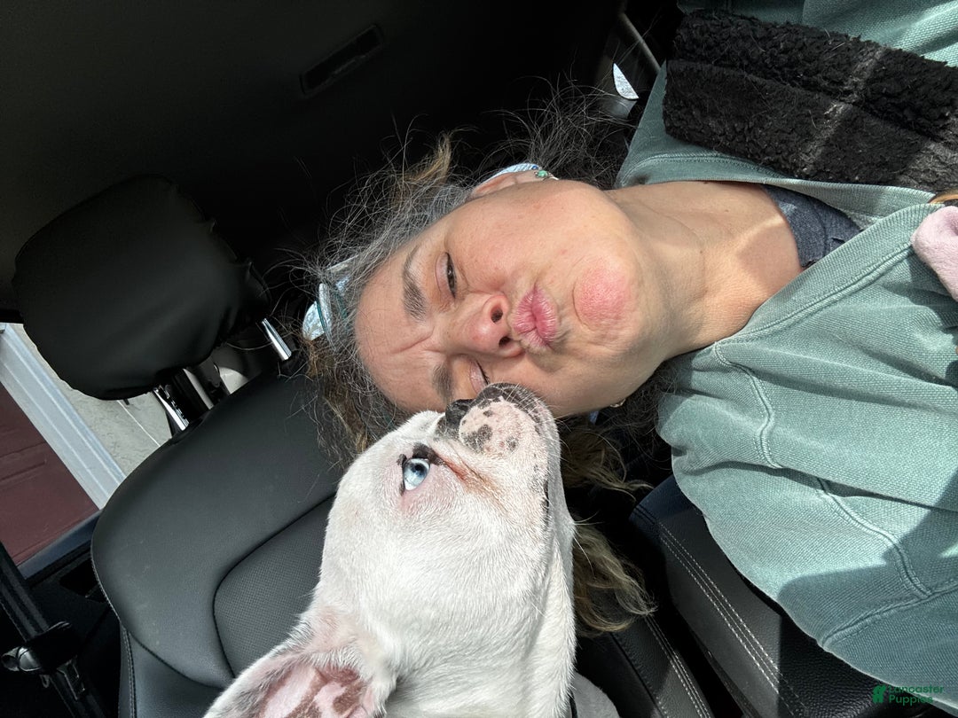 French Bulldog dogs for sale: French Bulldog Puppy 2 “Whisp” - Ad 19