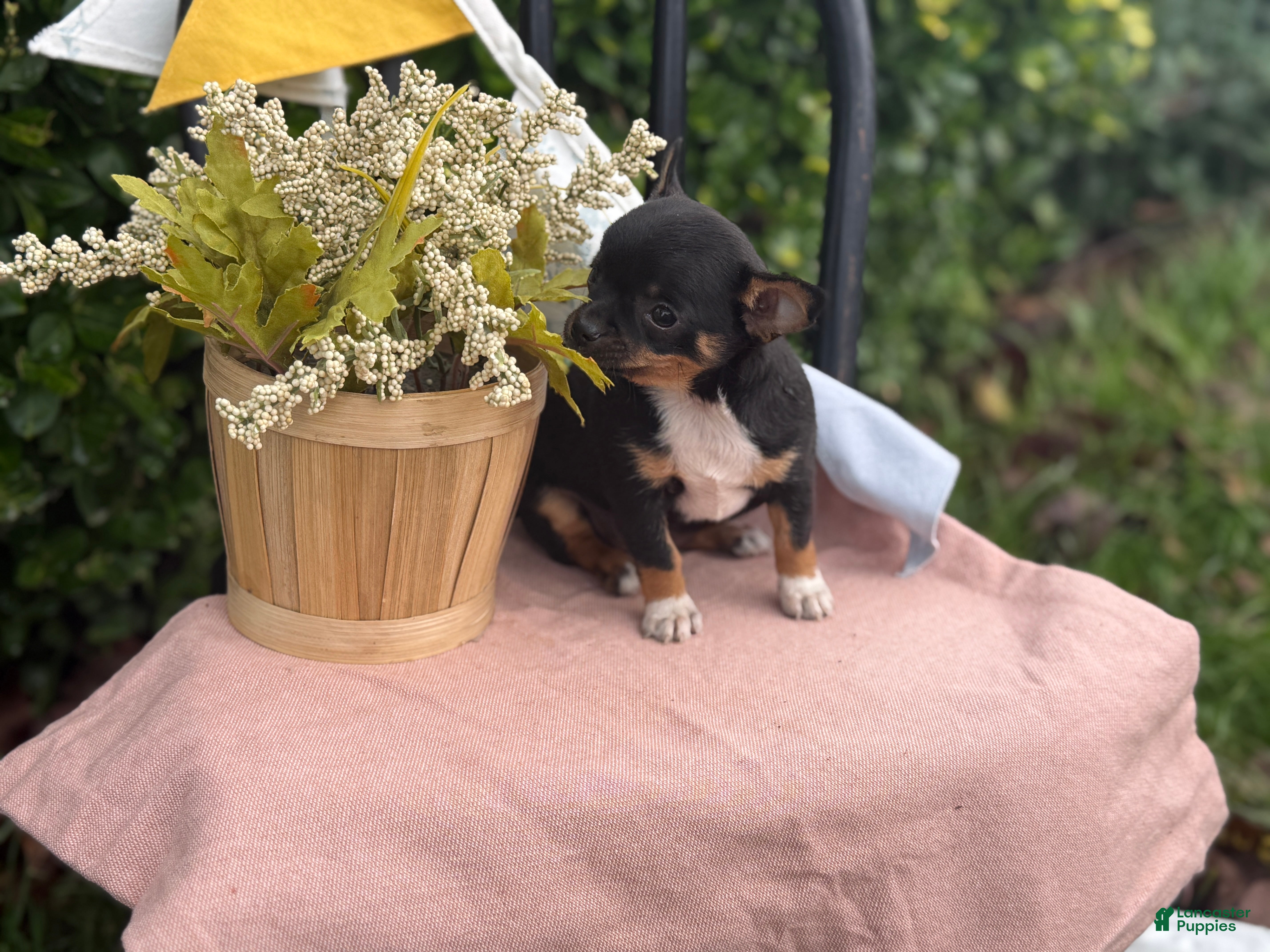 Chihuahua dogs Lacey - Ad 2