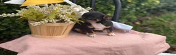 Chihuahua dogs for sale: Lacey - Ad 3