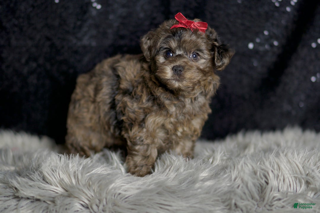 Yorkiepoo dogs for sale: Mr Pip - Ad 4