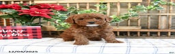 Mini Goldendoodle dogs for sale: Fawn  - Ad 1