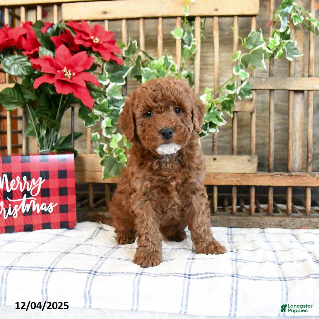 Mini Goldendoodle dogs for sale: Fawn  - Ad 1