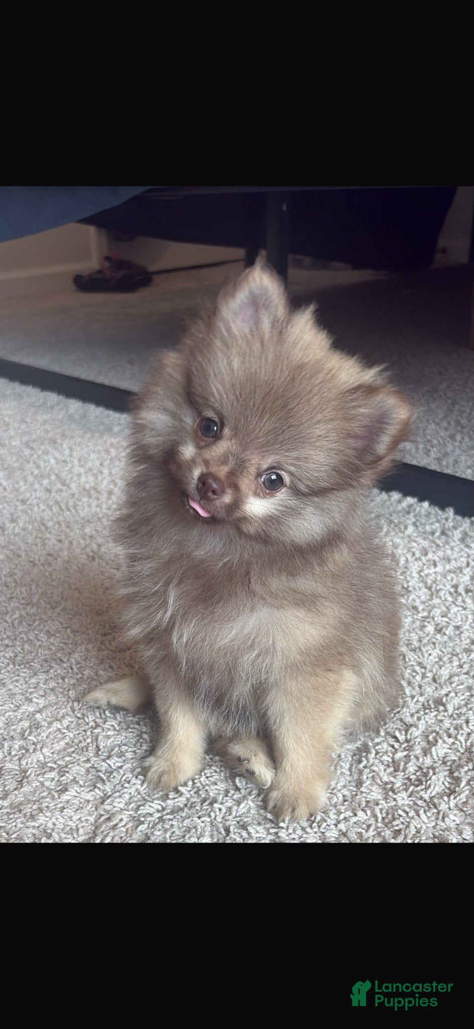 Pomeranian dogs Pomeranian 1 - Ad 1