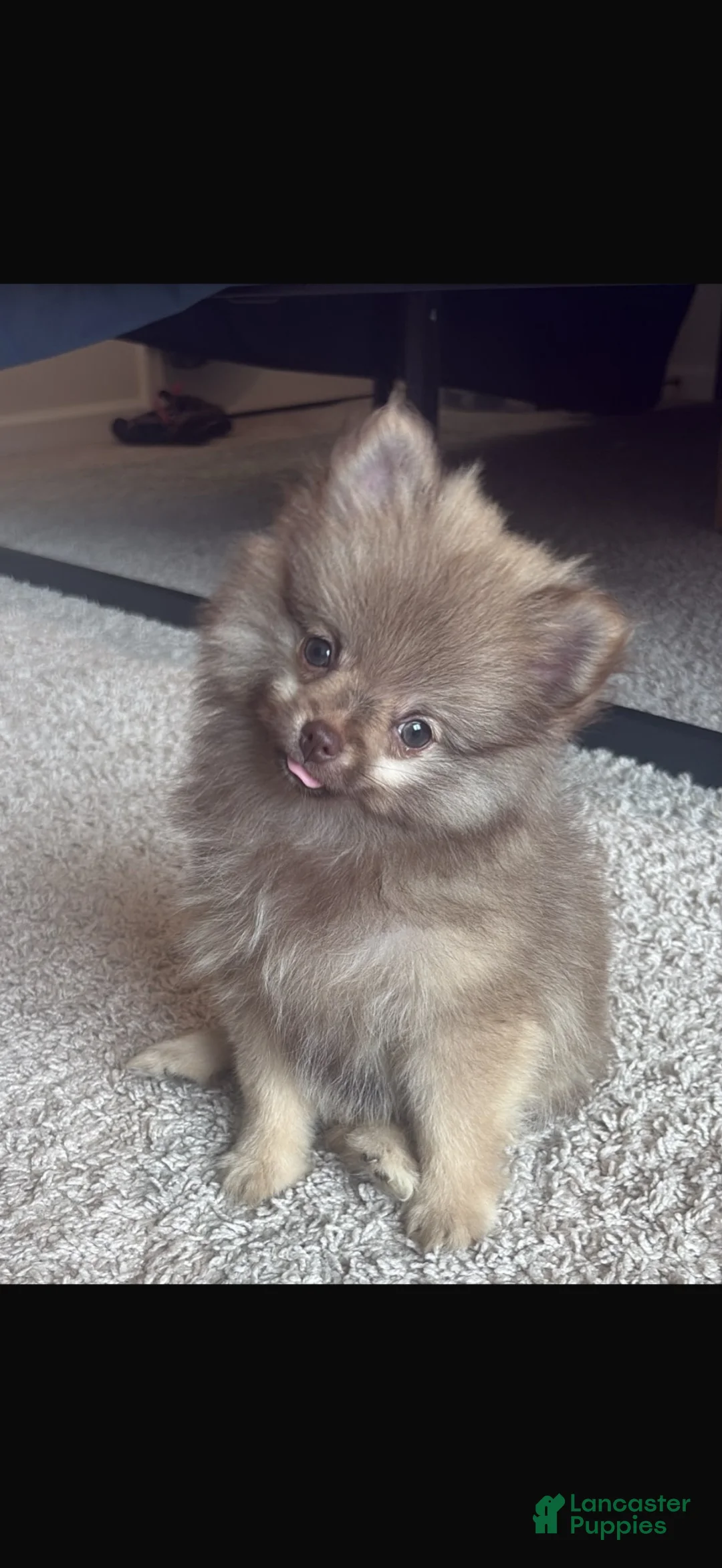 Pomeranian dogs for sale: Pomeranian 1 - Ad 1