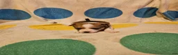 Chihuahua dogs for sale: Frari - Ad 4