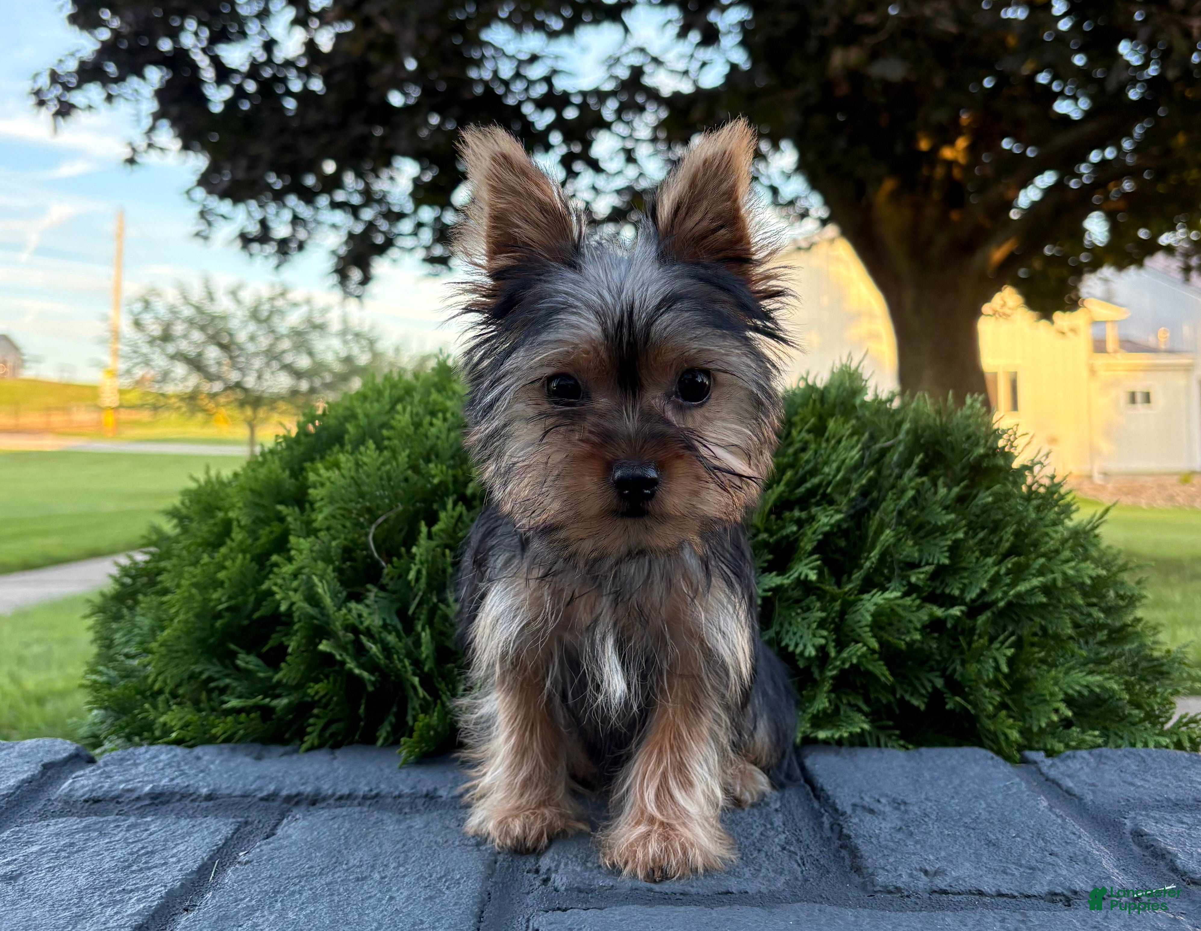 Yorkshire Terrier dogs Cassie - Ad 1
