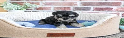 Miniature Schnauzer dogs for sale: Julius - Ad 8
