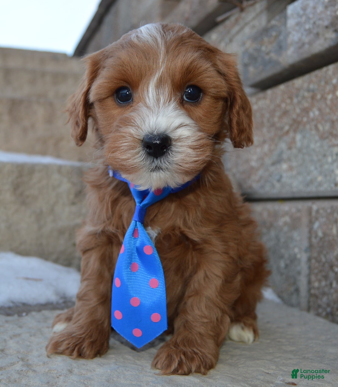 Cockapoo dogs for sale: Charlie - Ad 1