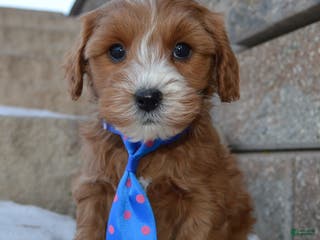 Cockapoo dogs Charlie - Ad 34