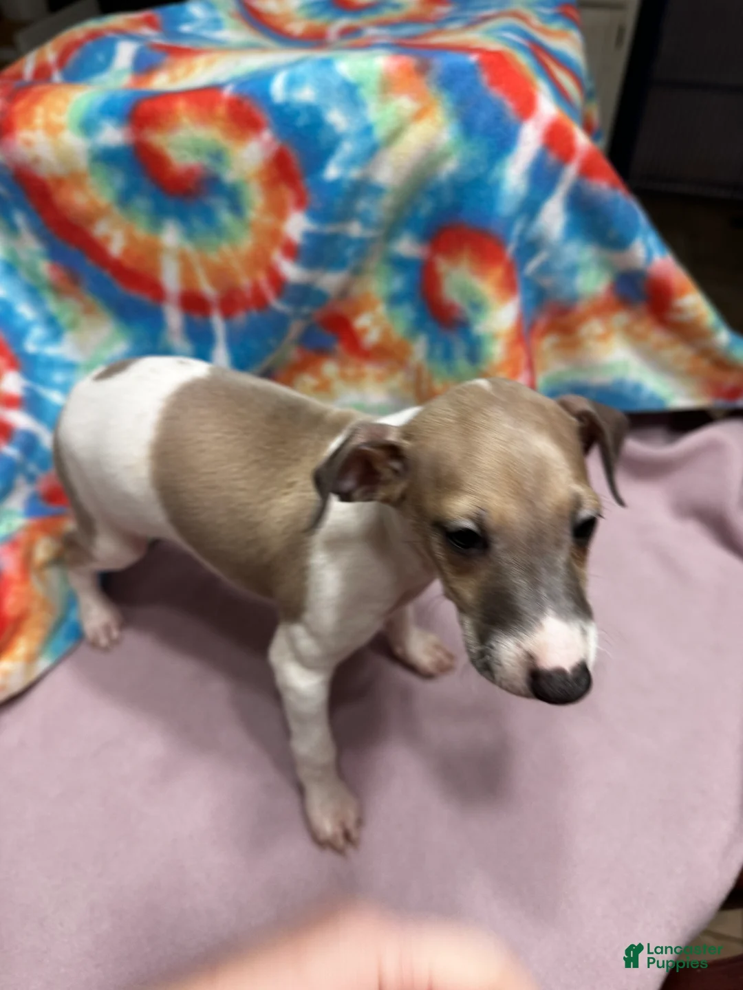 Italian Greyhound dogs for sale: Italian Greyhound Puppy 1 - Ad 2