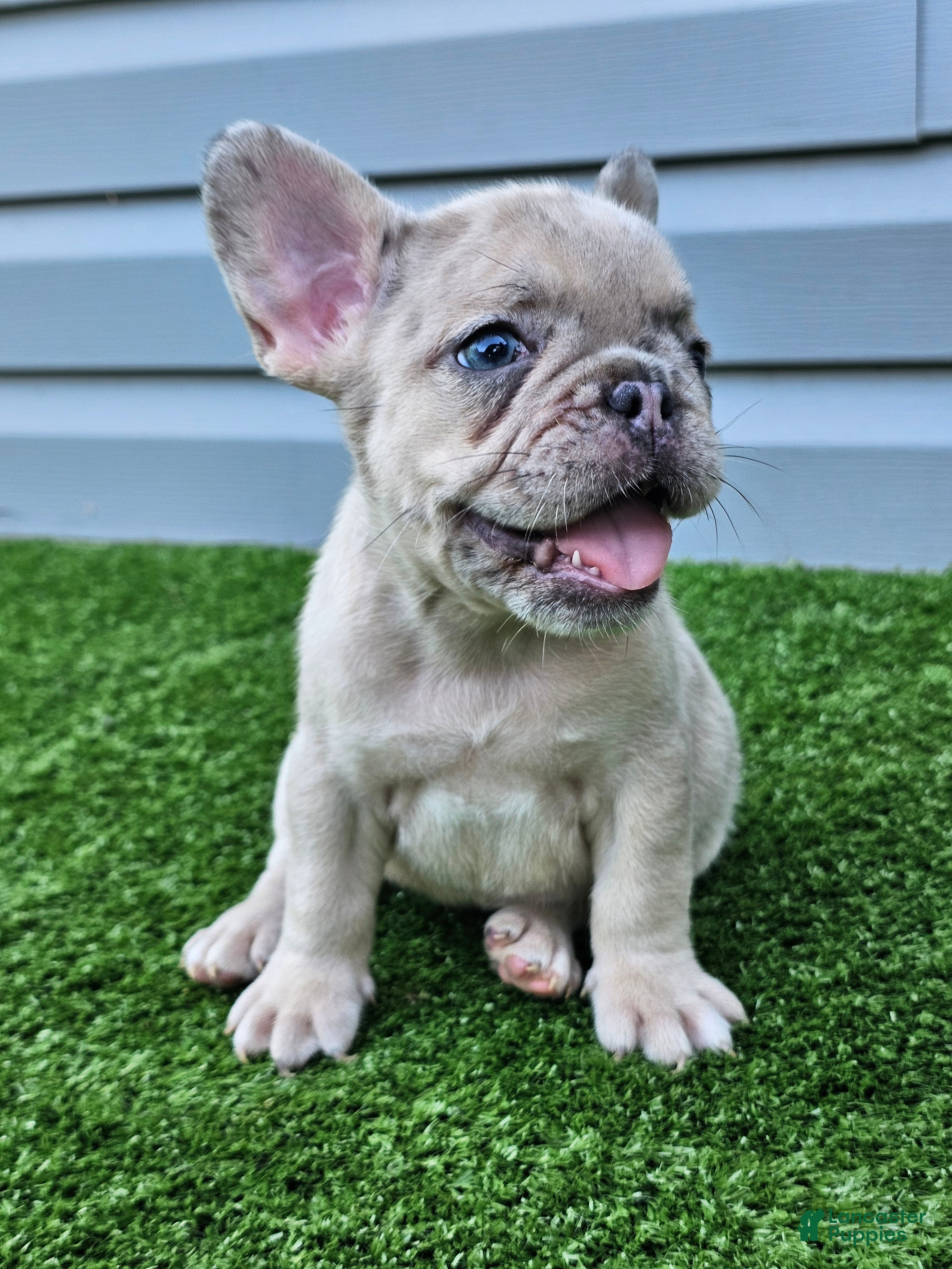 French Bulldog dogs Marigold - Ad 2