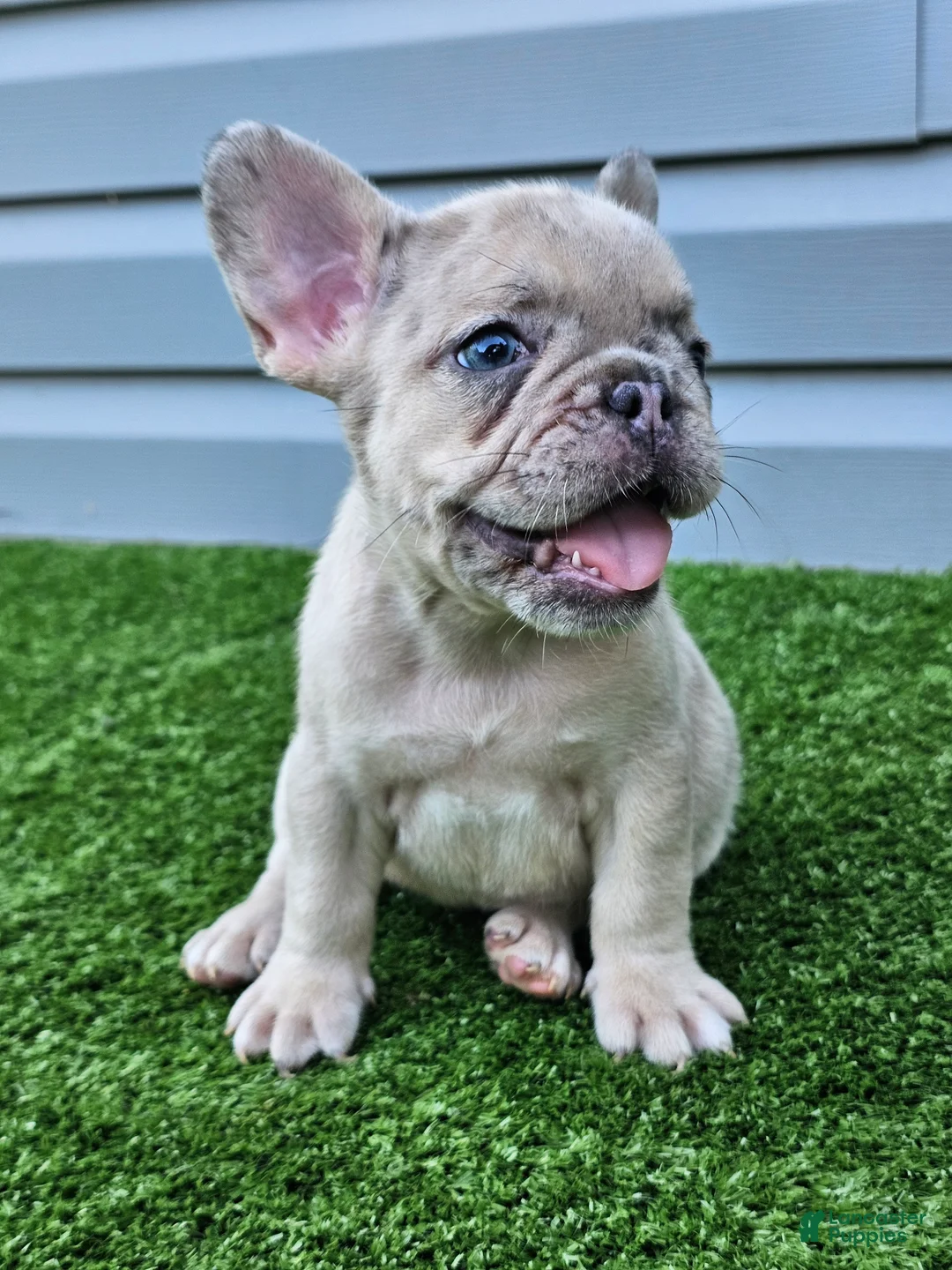 French Bulldog dogs for sale: Marigold - Ad 2