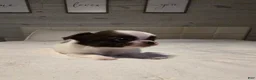 Chihuahua dogs for sale: Basil - Ad 1