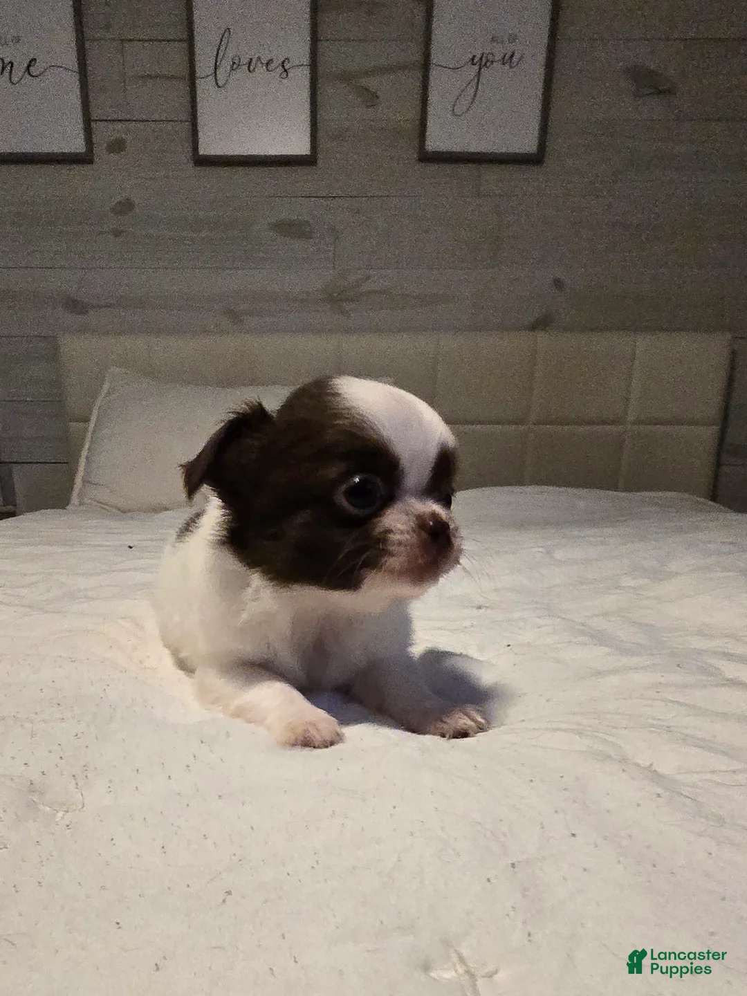 Chihuahua dogs for sale: Basil - Ad 1