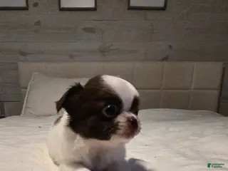 Chihuahua dogs Basil - Ad 6