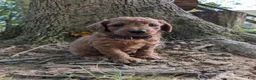 Miniature Labradoodle dogs for sale: Bonnie - Ad 4