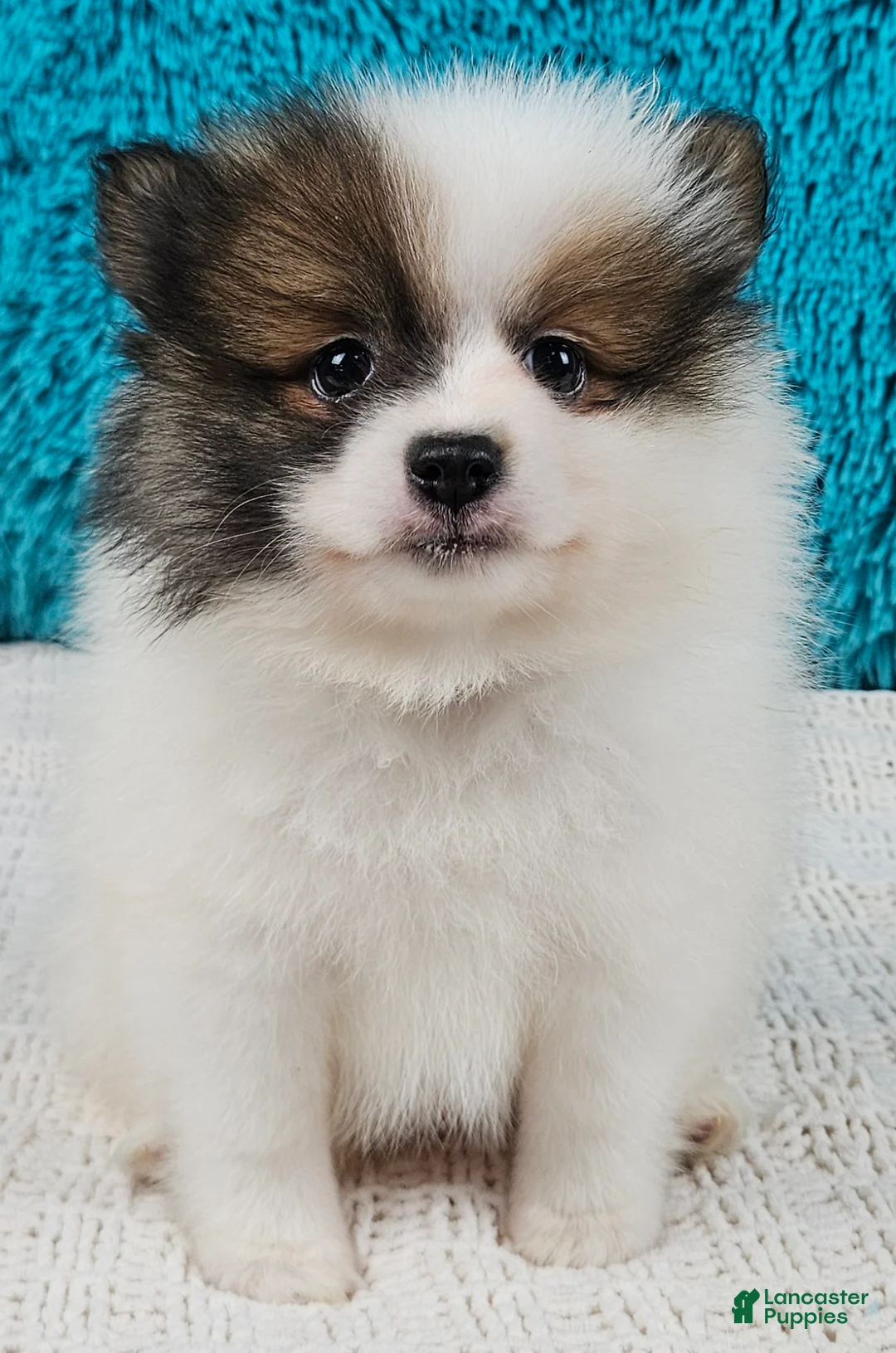 Pomeranian dogs for sale: Cosmo - Ad 1