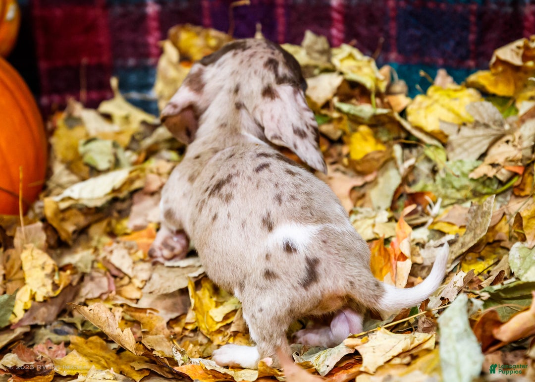 Miniature Dachshund dogs for sale: Ralph - Ad 9