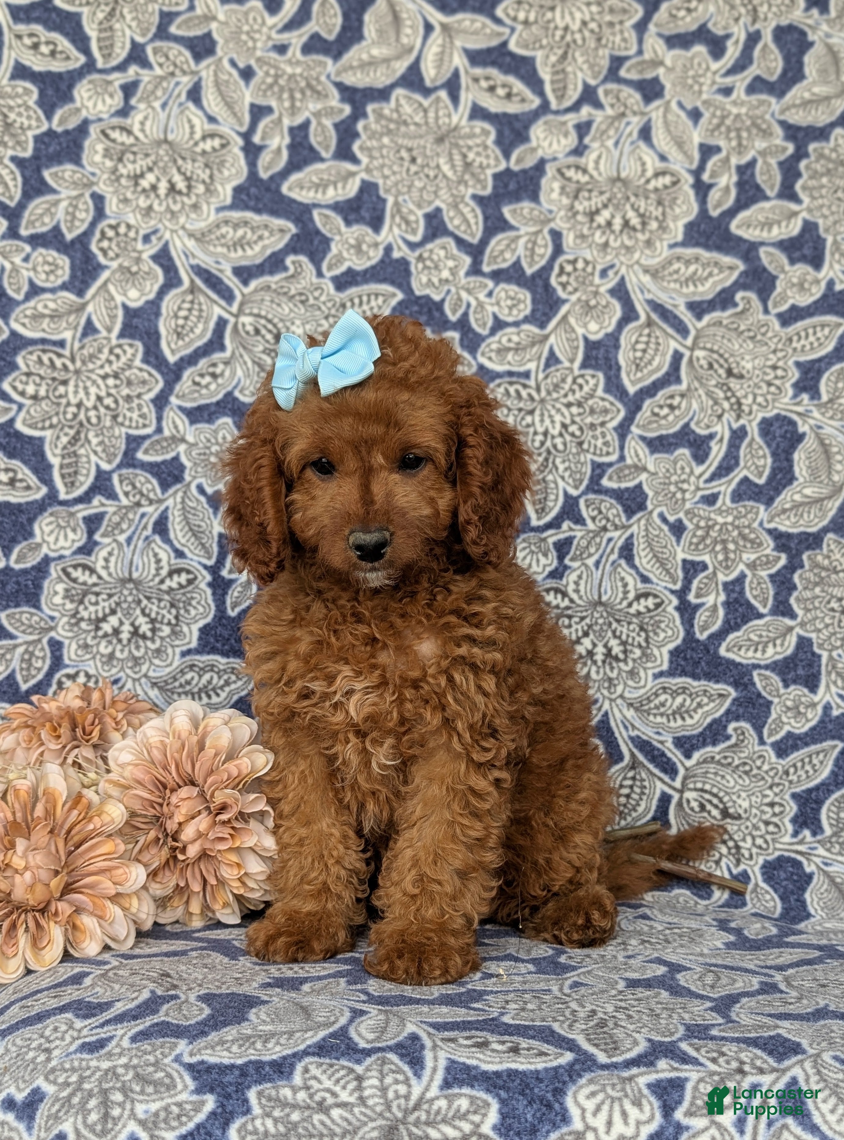 Mini Goldendoodle dogs Taylor 9 lbs Full Grown - Ad 1