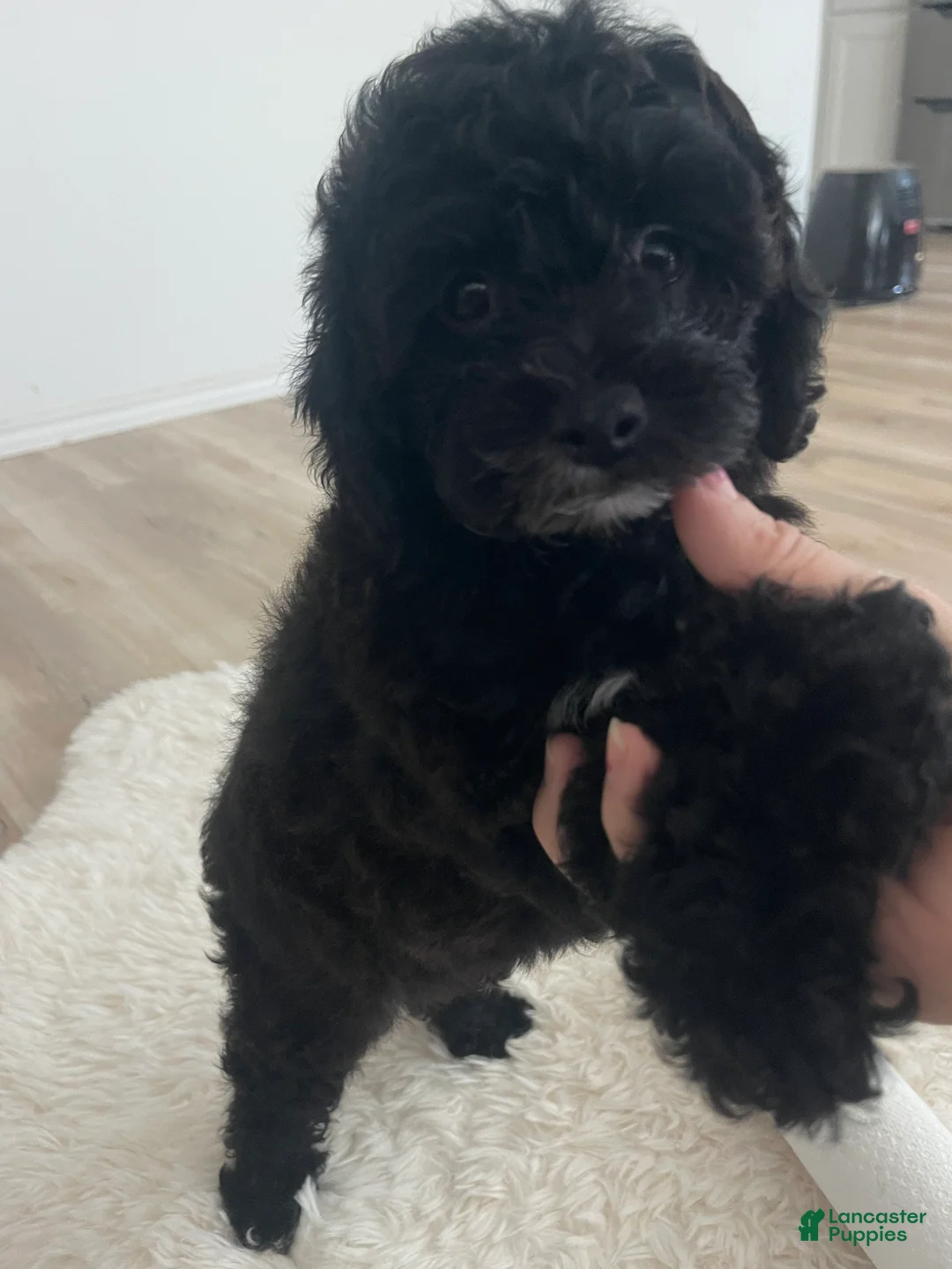 Toy Poodle dogs for sale: Toy Poodle Puppy 1 - Ad 1
