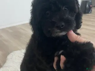 Toy Poodle dogs Toy Poodle Puppy 1 - Ad 15