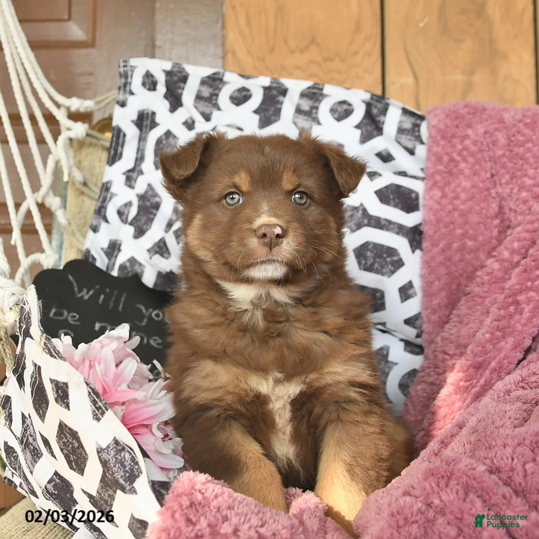 Australian Shepherd dogs for sale: Miracle  - Ad 2