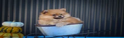 Pomeranian dogs for sale: Max🐾 - Ad 11