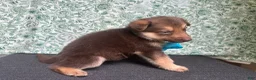 German Shepherd dogs for sale: Oak - Ad 4