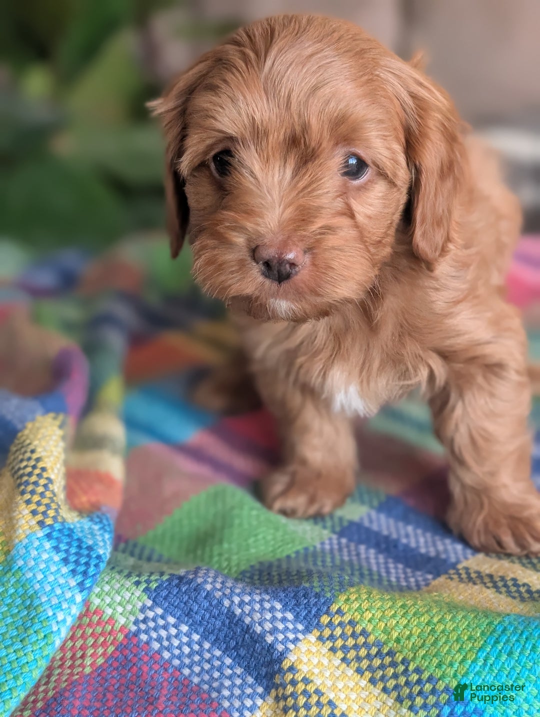 Yorkiepoo dogs for sale: Abby - Ad 3