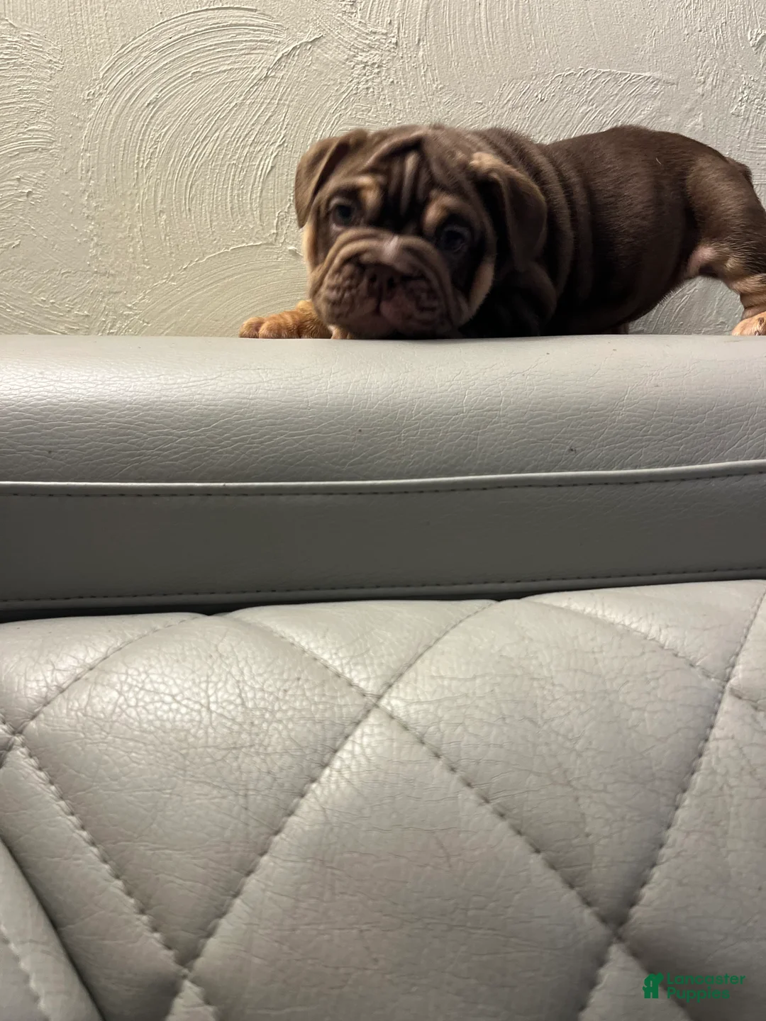 English Bulldog dogs for sale: English Bulldog Puppy 3 - Ad 3