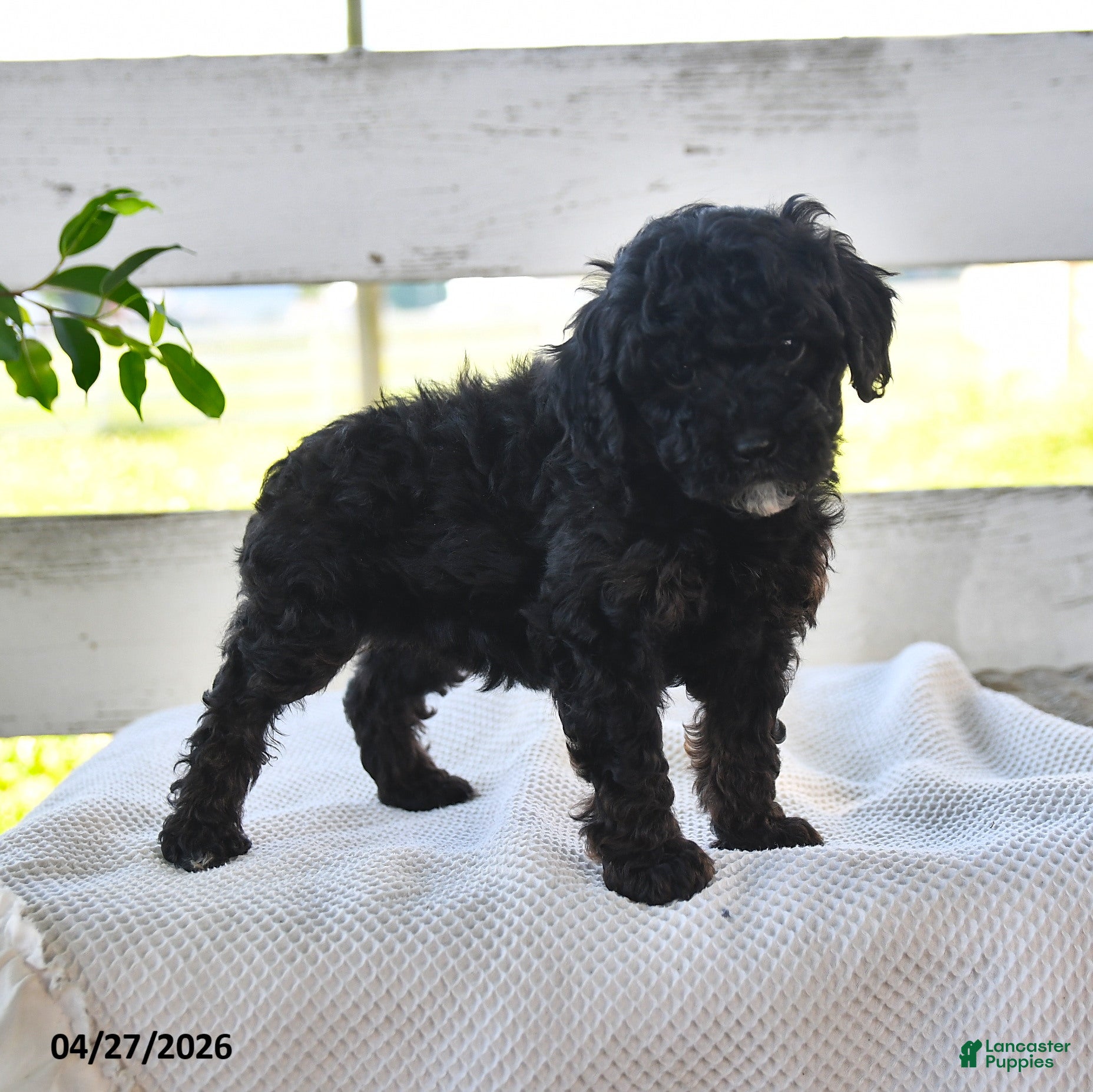 Miniature Poodle dogs Brenda - Ad 1