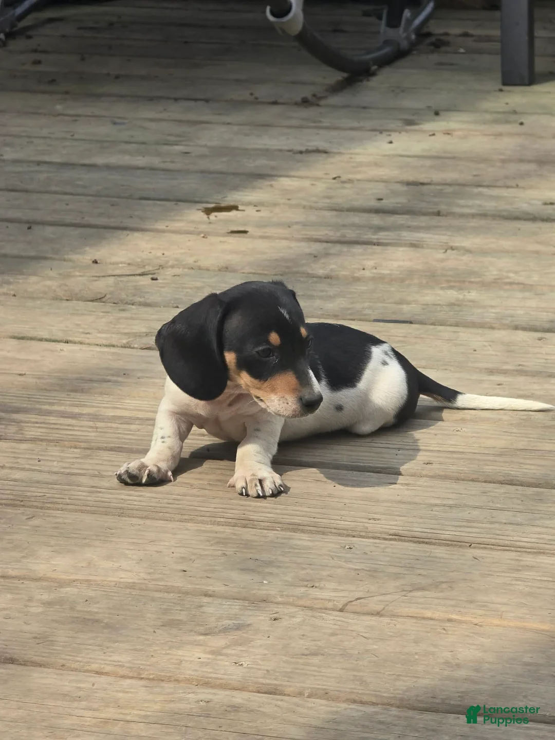 Miniature Dachshund dogs for sale: Harvey - Ad 1