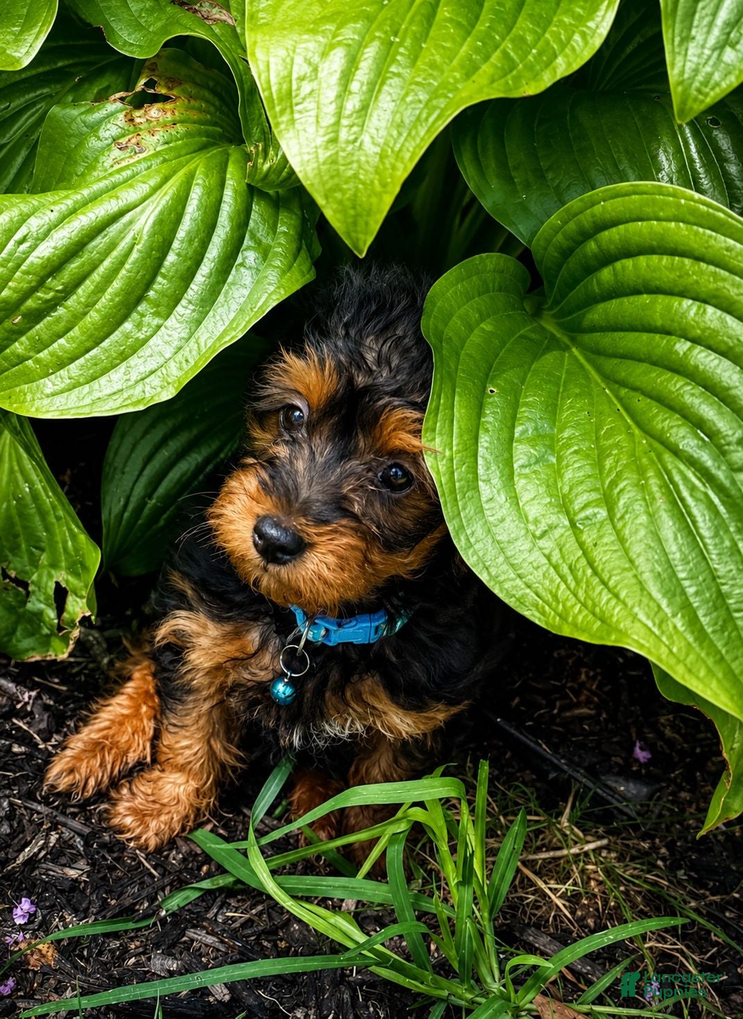 Yorkiepoo dogs Jasper - Ad 1