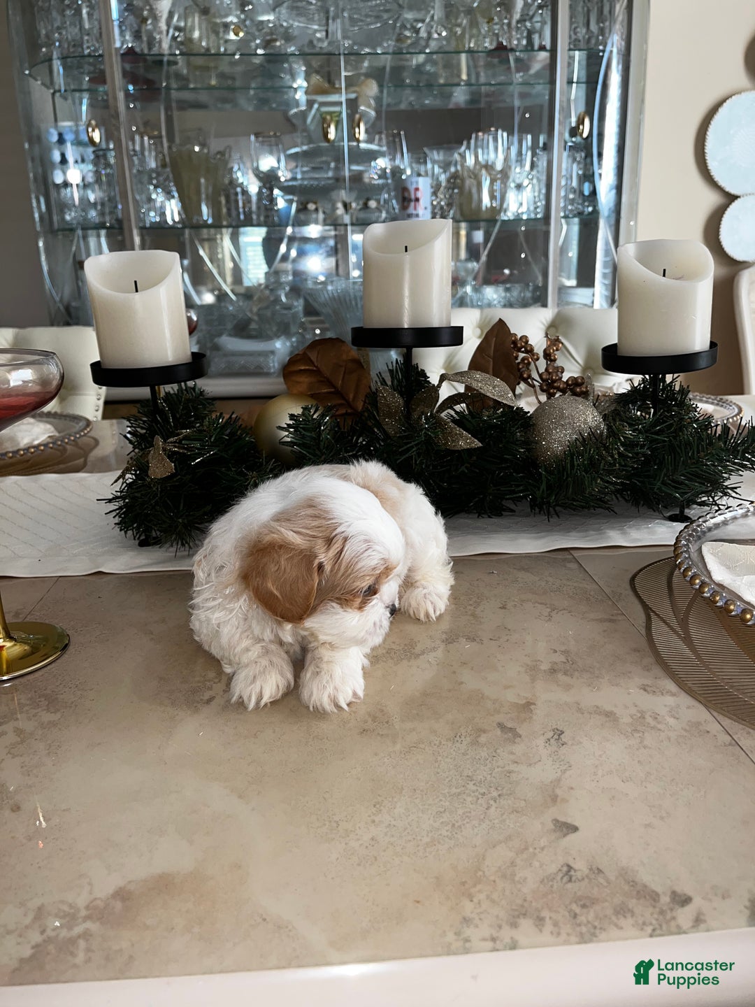 Shih Tzu dogs for sale: Clover - Ad 11