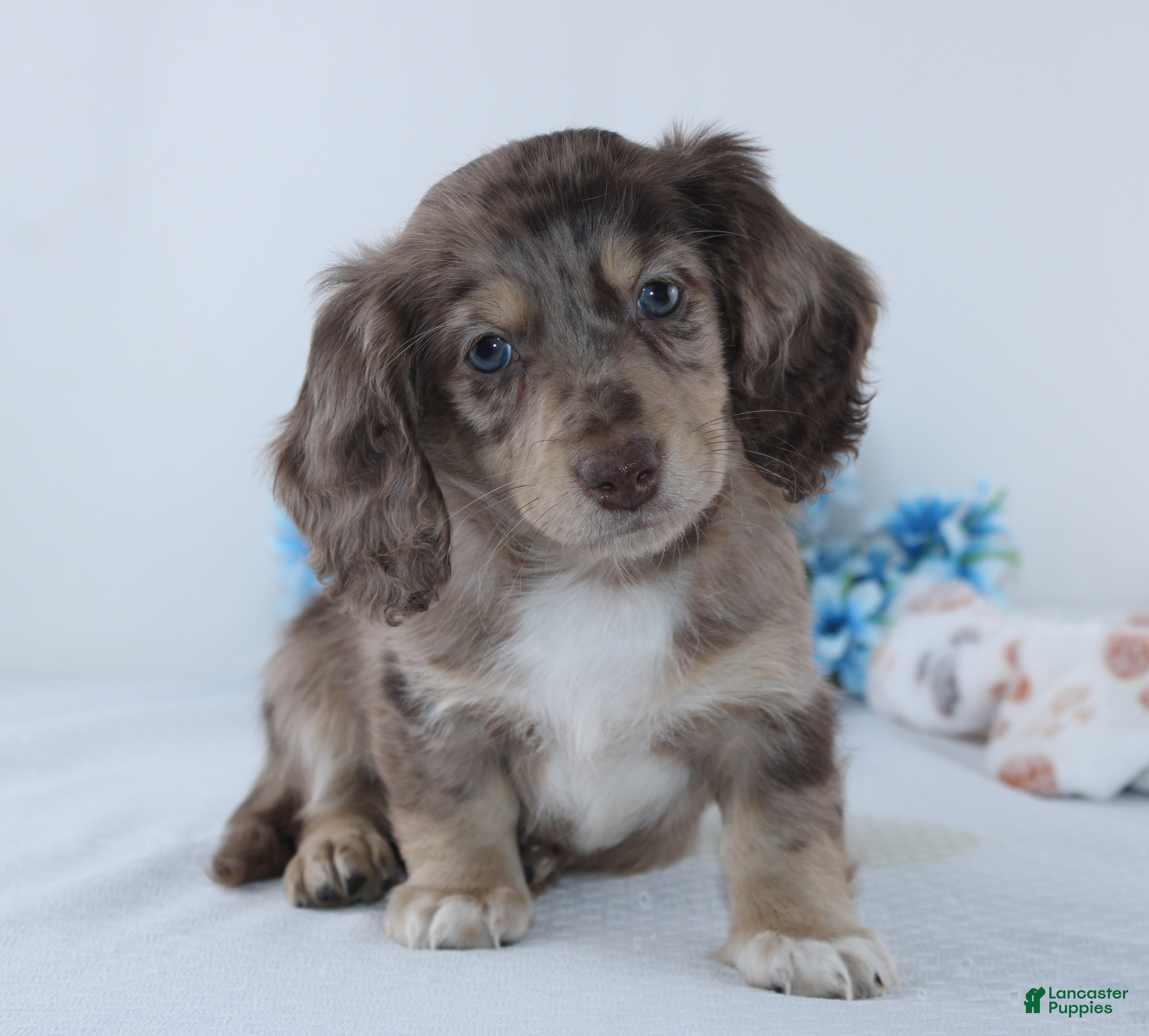 Miniature Dachshund dogs Evan - Ad 2