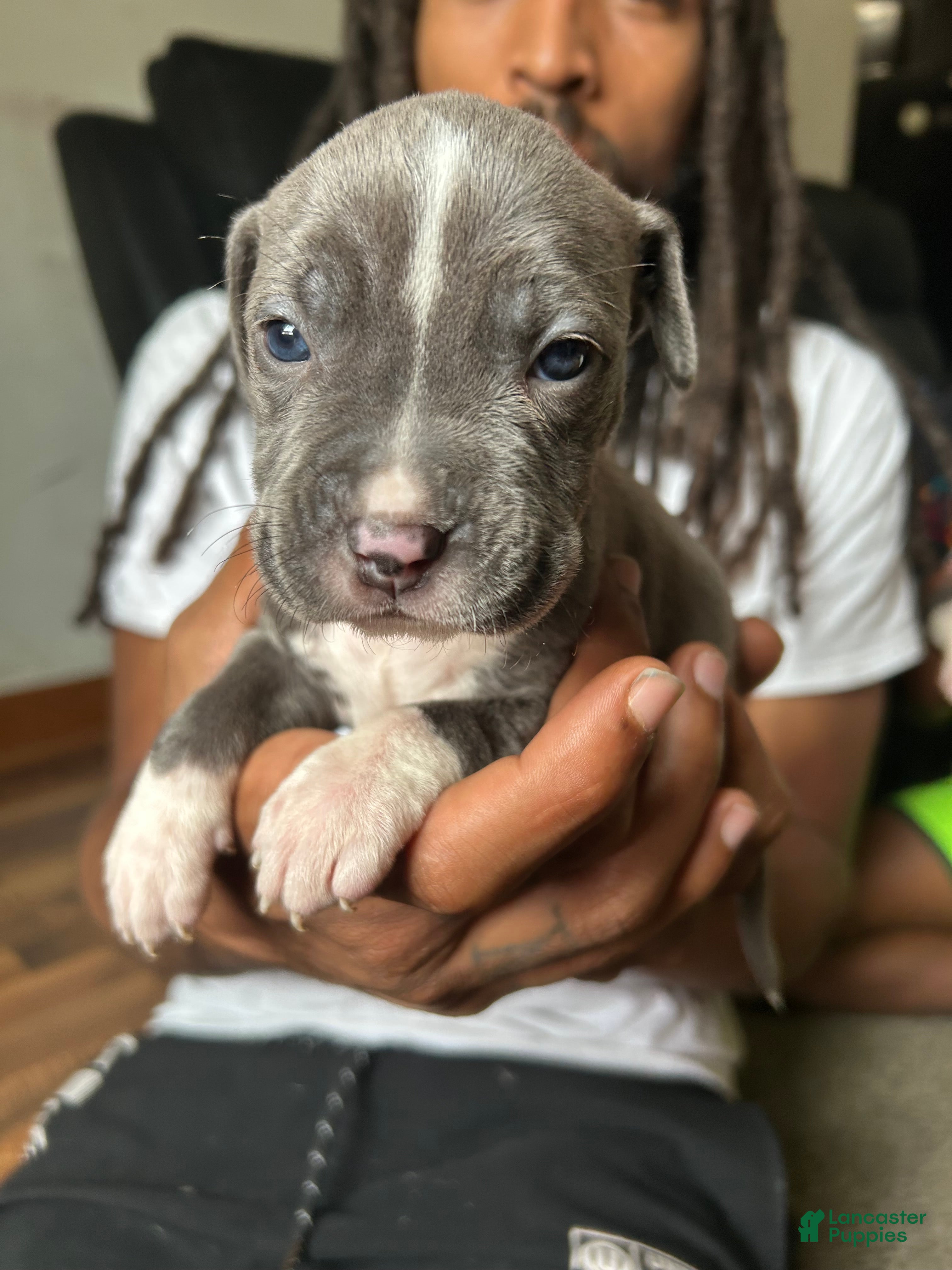 American Pit Bull Terrier dogs American Pit Bull Terrier 5 - Ad 16