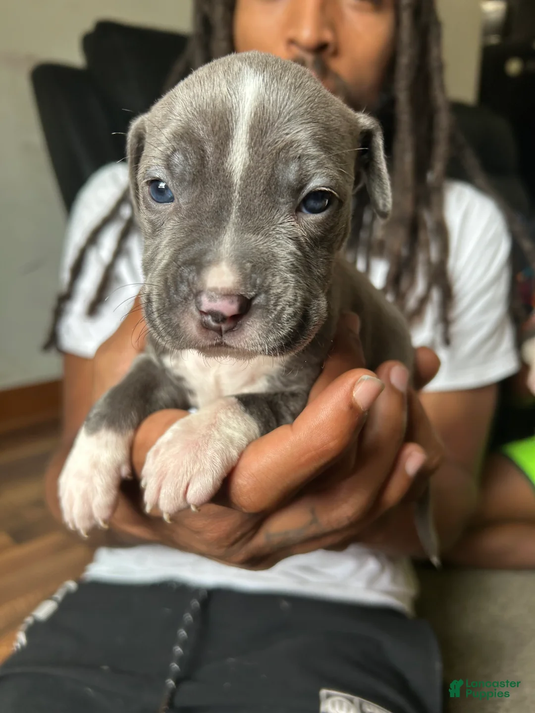 American Pit Bull Terrier dogs for sale: American Pit Bull Terrier 5 - Ad 1