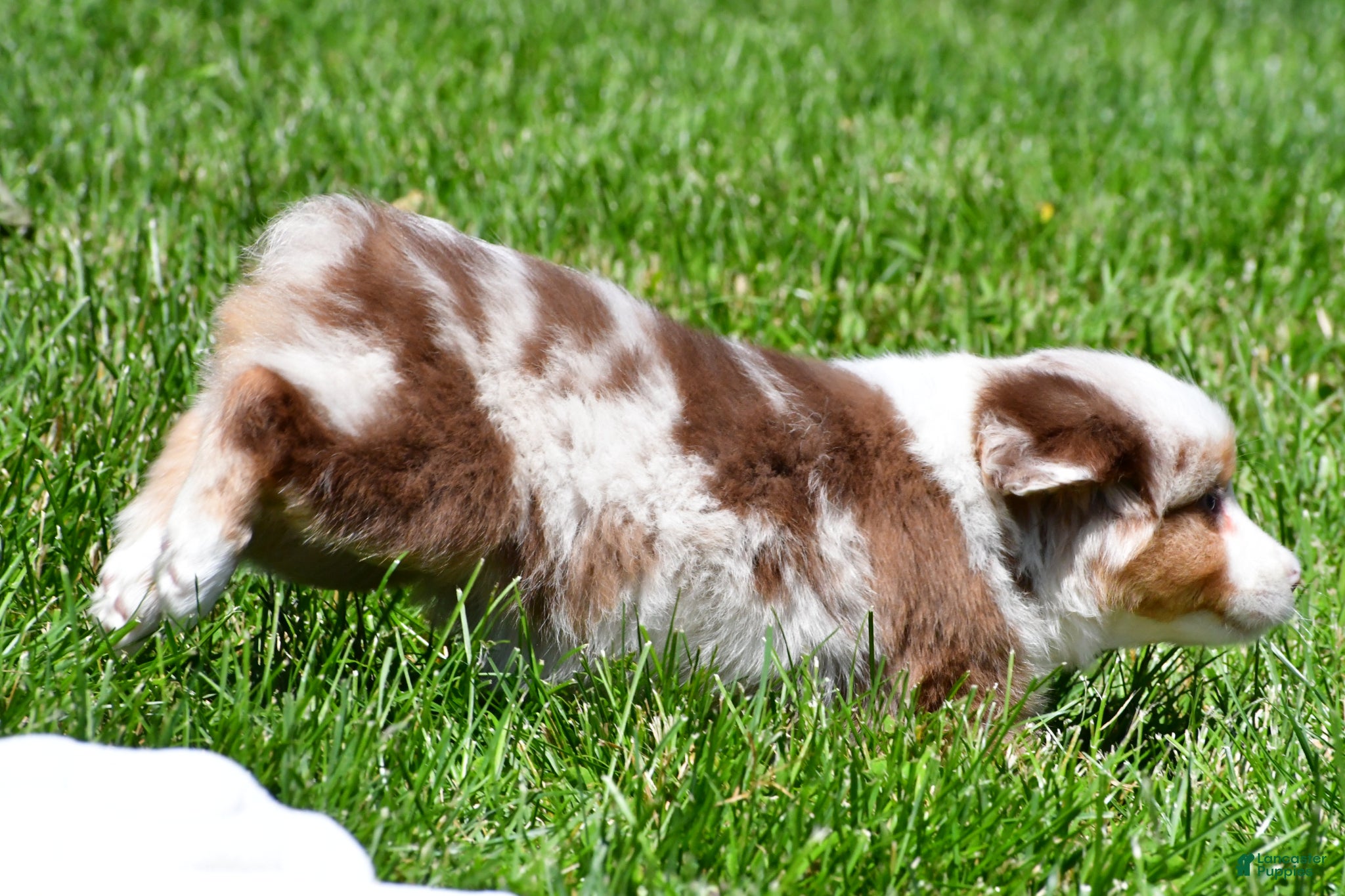 Miniature Australian Shepherd dogs for sale: Crystal - Ad 9