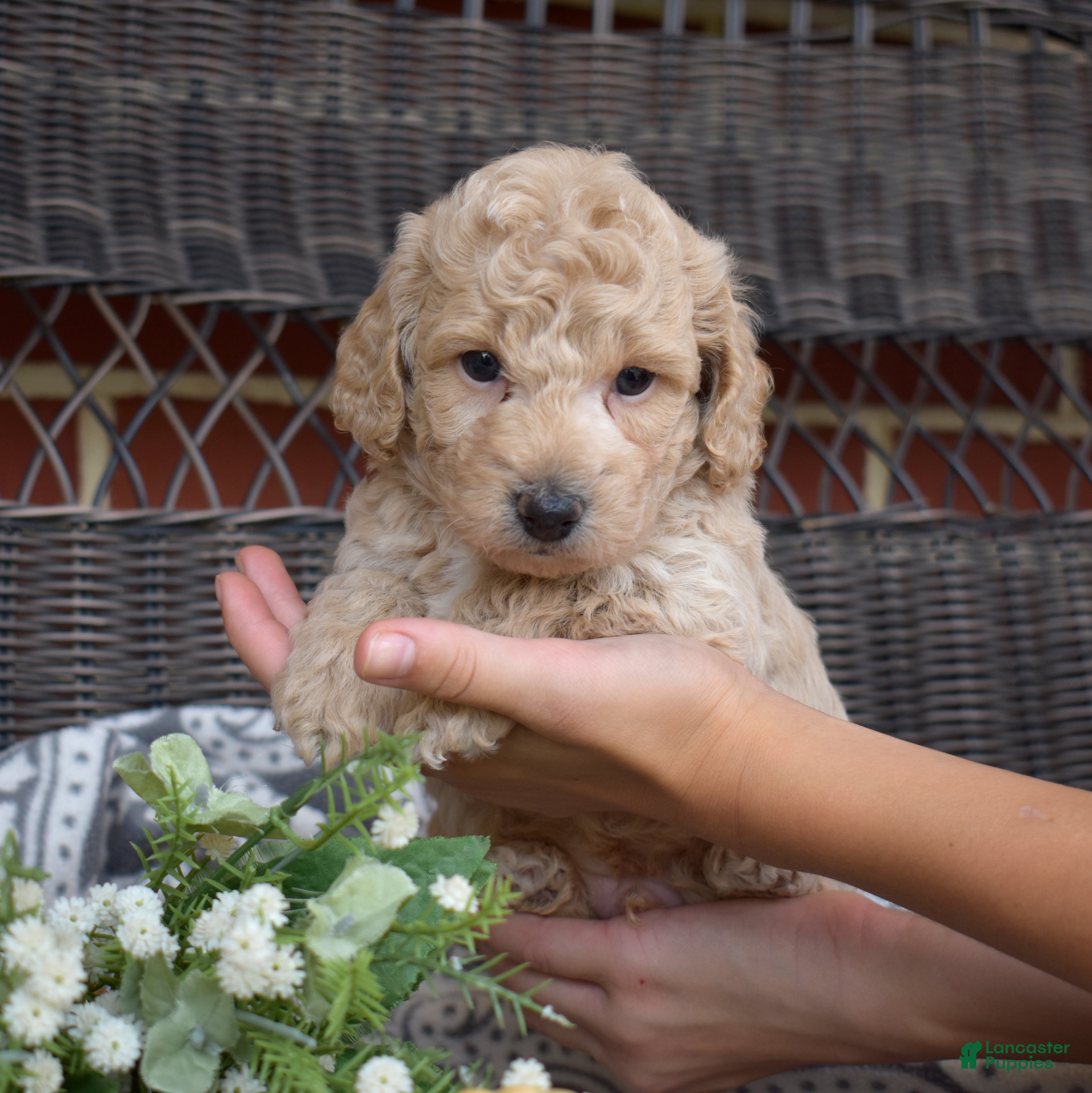 Bichpoo dogs Rookie - Ad 2