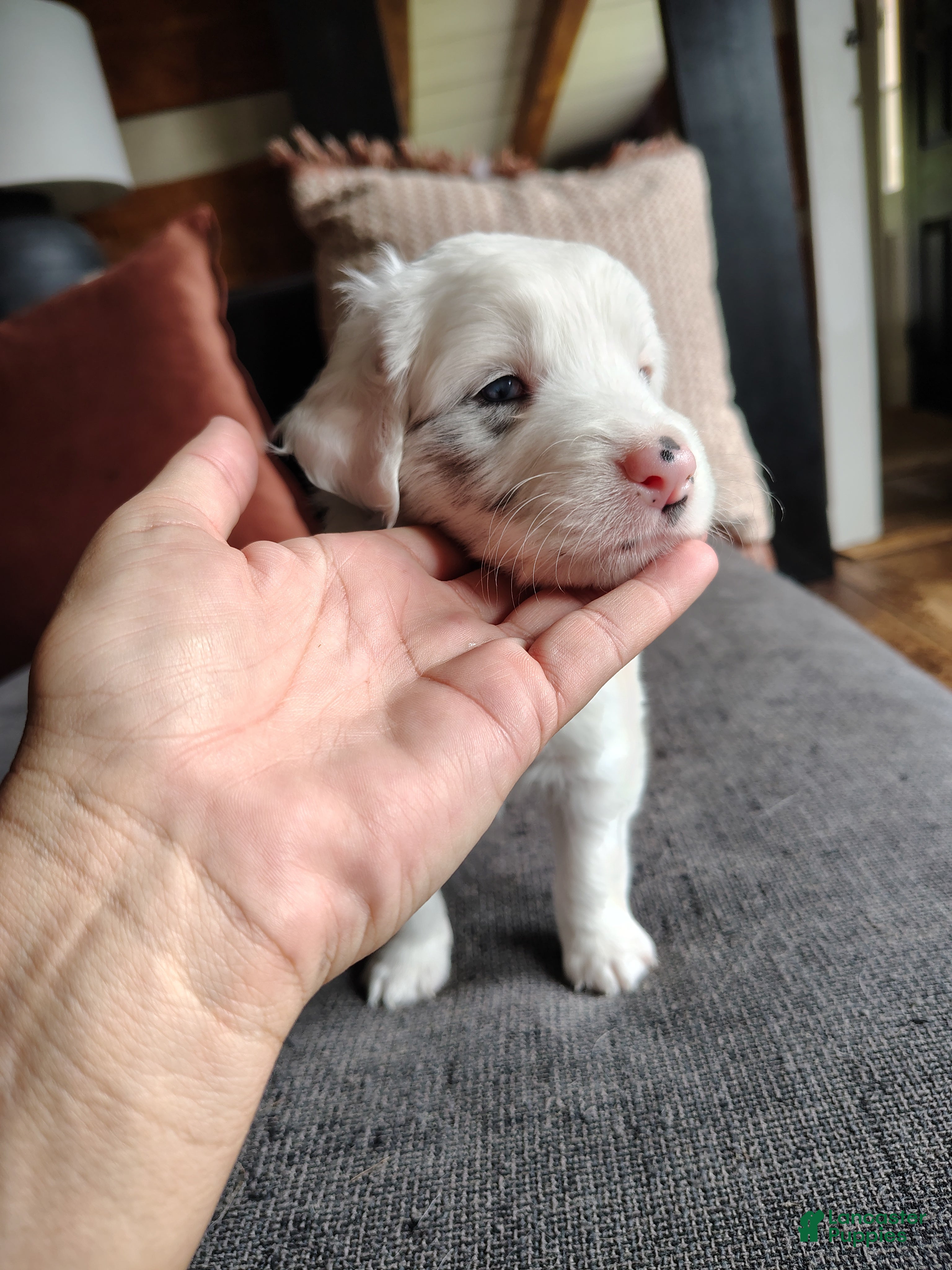 Australian Shepherd dogs Spark/female Australian Shepherd  - Ad 1