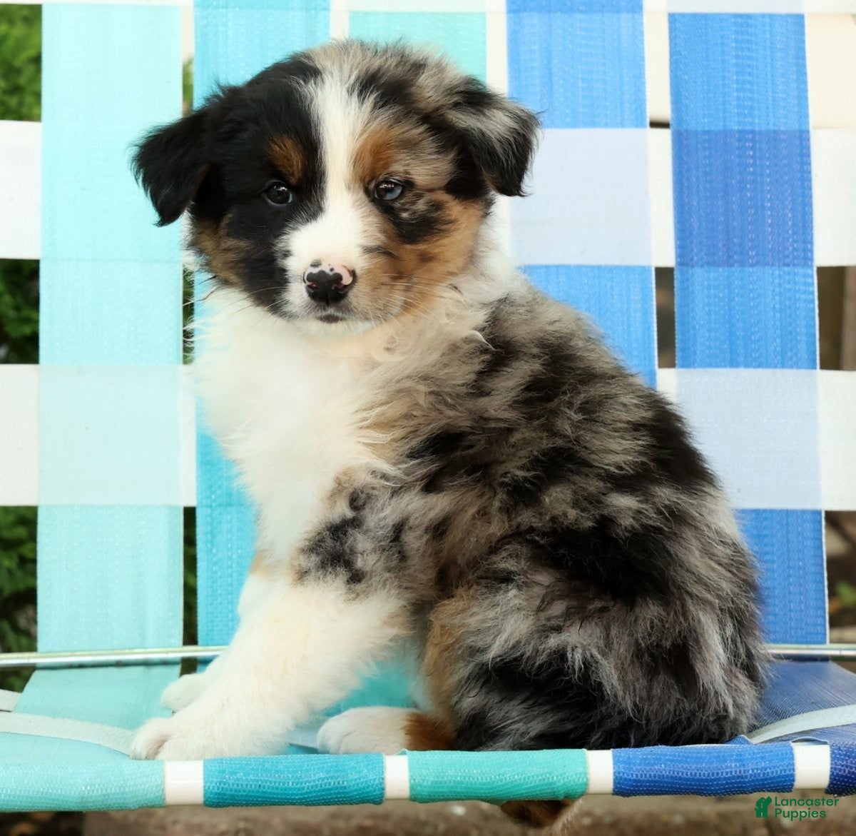 Australian Shepherd dogs for sale: Chip - Ad 7