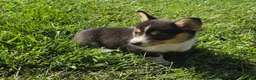 Mixed Breed dogs for sale: Lassie - Ad 7
