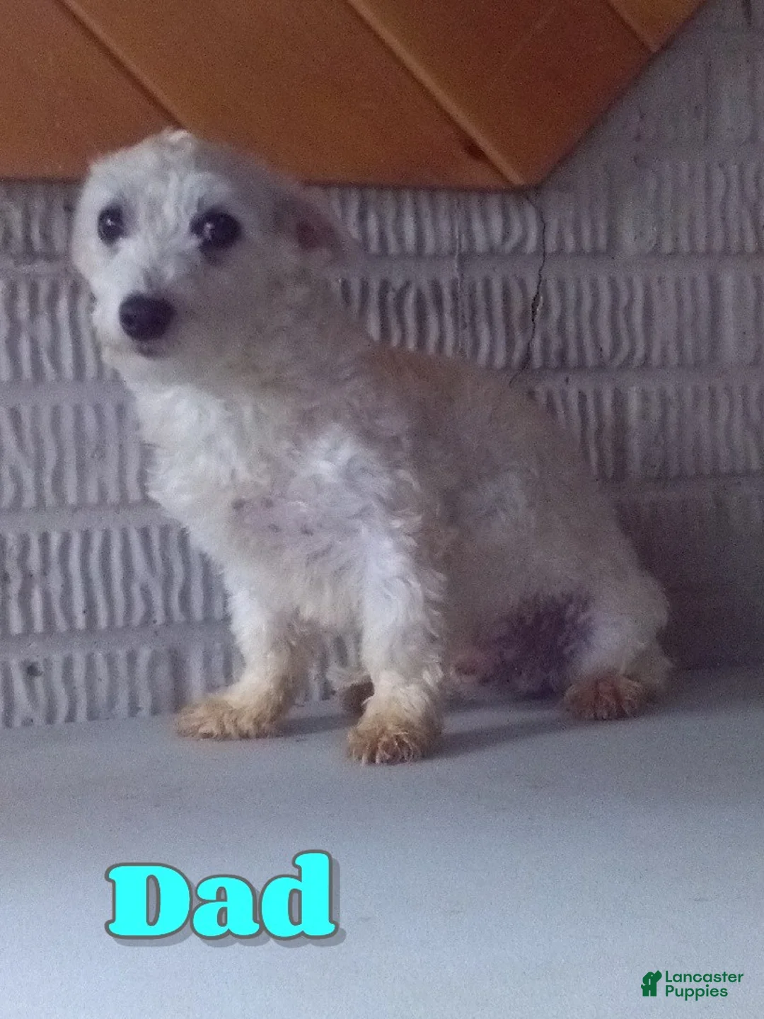 Maltipoo dogs for sale: Snickers - Ad 9