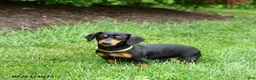 Miniature Dachshund dogs for sale: Lucas - Ad 6