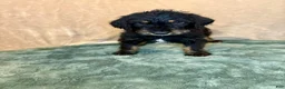 Mixed Breed dogs for sale: Gunner - Ad 4