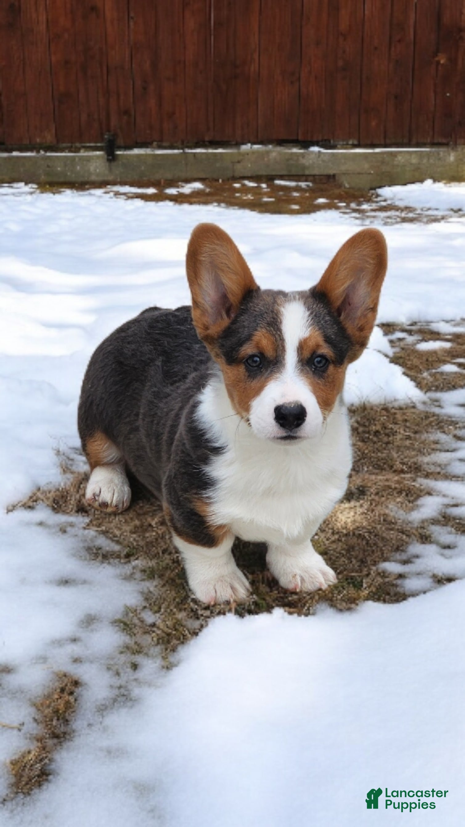 Welsh Corgi Pembroke dogs Axel Bluie - Ad 16
