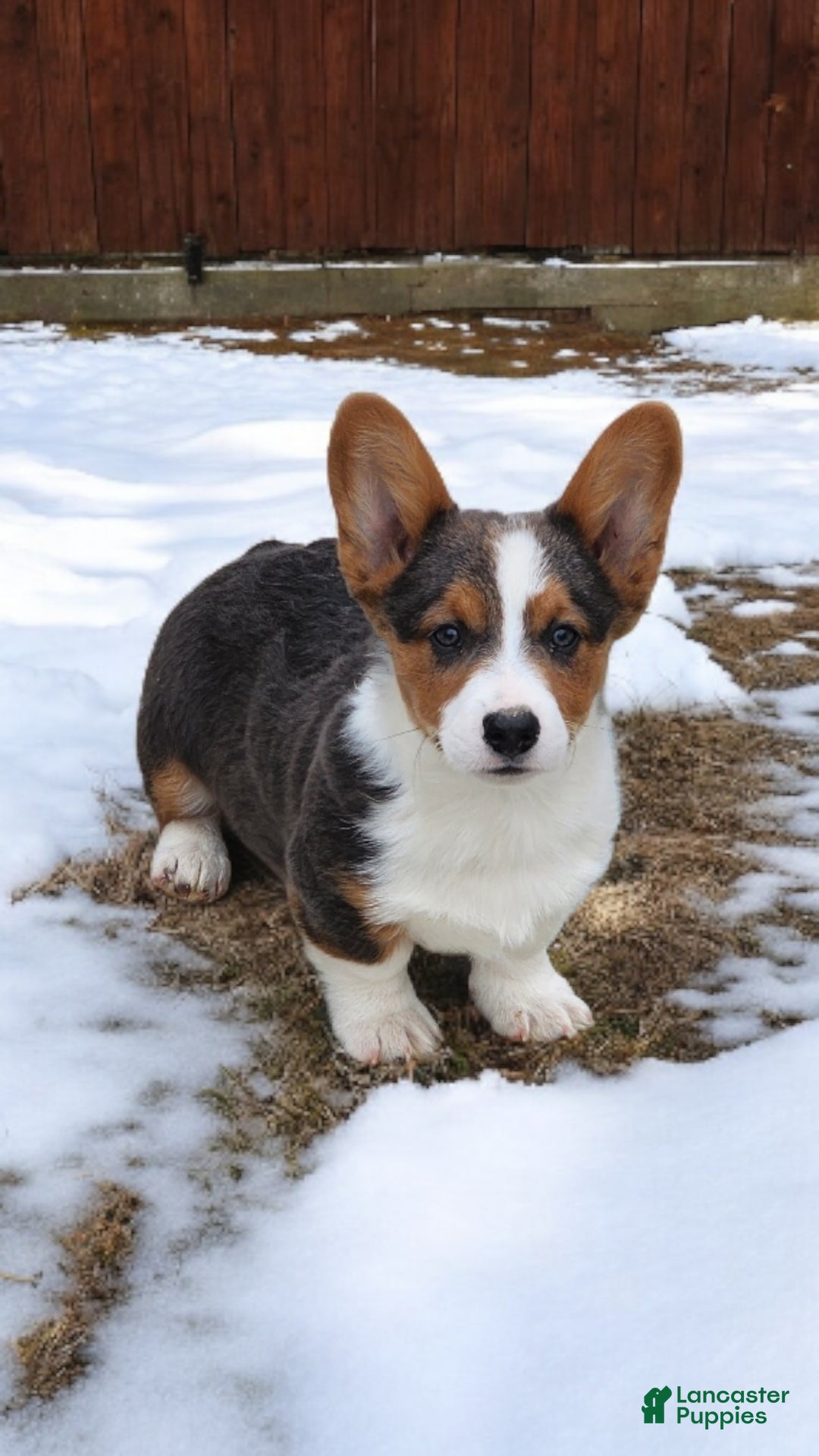 Welsh Corgi Pembroke dogs for sale: Axel Bluie - Ad 1