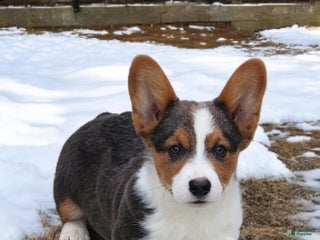 Welsh Corgi Pembroke dogs Axel Bluie - Ad 9